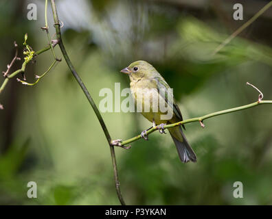 Bunting peint,femelle Passerina ciris, Florida, USA Banque D'Images