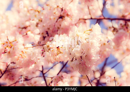 Les cerisiers en fleurs à Washington, D.C. Banque D'Images