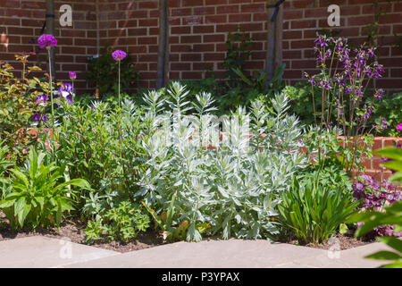 Artemisia ludoviciana frontière contenant 'Valerie Finnis', Allium hollandicum 'Purple Sensation', Heuchera et Aquilegia Banque D'Images