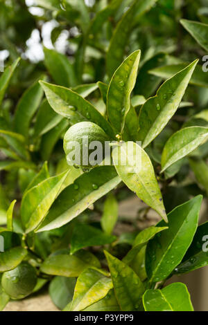 Seul petit fruit rond vert lime Rutacées growing on tree ruisselant de gouttelettes d'eau après la pluie dans le jardin à Herceg-Novi, Monténégro Banque D'Images