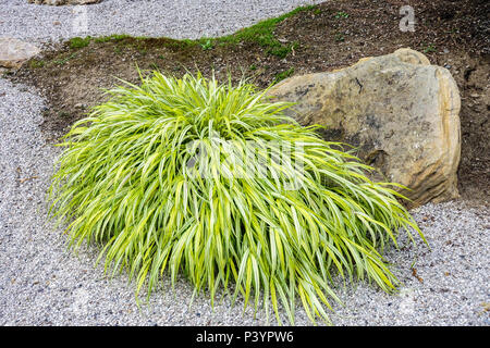 Hakonechloa macra 'Aureola', herbe japonaise dans le gravier de jardin Banque D'Images