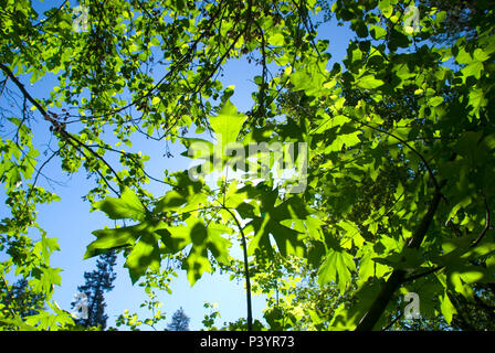 Du cornouiller et de l'érable (Acer macrophyllum), Tucker County Park, Hood River Comté (Oregon) Banque D'Images