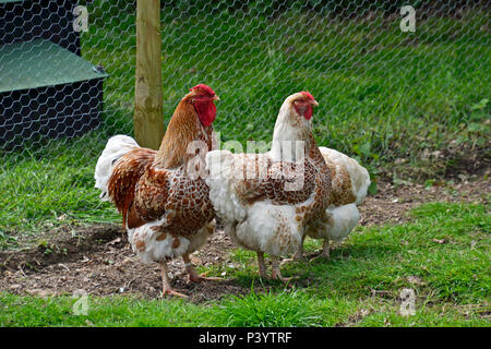 Des poules en crème et un coq à Marlow Poultry, Buckinghamshire, Royaume-Uni. Pattes de crème. Poulets Banque D'Images