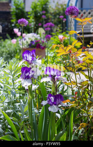 Iris 'Delicate' Image, Rosa et Allium hollandicum 'Purple Sensation' Banque D'Images