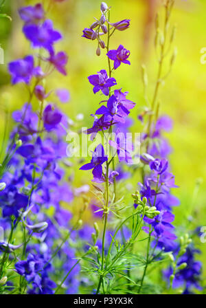 Violet magnifique Delphinium consolida (Consolida regalis) sur un fond nature Banque D'Images