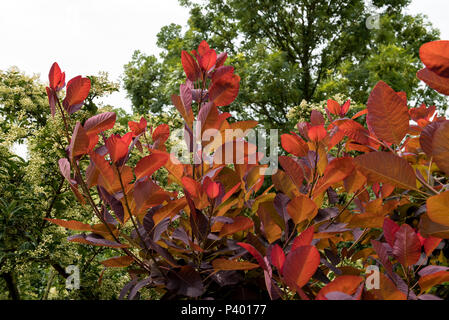 Cotinus Grace printemps coloré feuillage. Banque D'Images