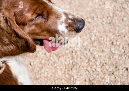 Museau de chien - libre d'un terrier jeune avec la langue visible sur fond de galets avec prix pour votre copie de texte Banque D'Images