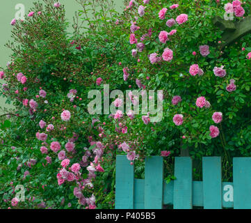 Rosiers grimpants et blue gate country garden Norfolk Banque D'Images