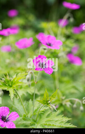 Geranium psilostemon fleurs. Banque D'Images