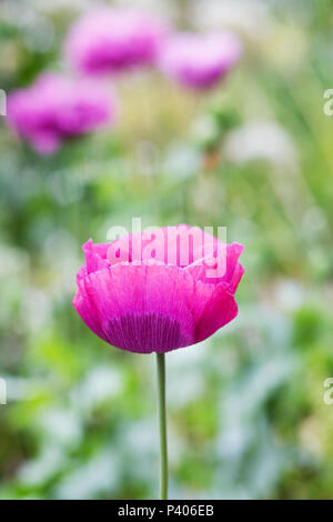 Papaver somniferum. Coquelicots rose dans un jardin anglais. Banque D'Images