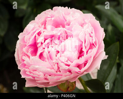 Fortement parfumée de fleur rose doublé le début de l'été fleurs de pivoine herbacée, Paeonia lactiflora 'Sarah Bernhardt' Banque D'Images