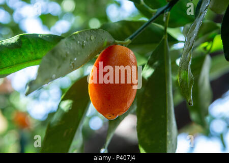 Scieries de petits agrumes kumquat orange mûrs sur l'arbre, Close up, prêt pour la récolte Banque D'Images