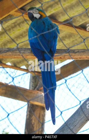 Animais silvestres apreendidos em recuperação na reserva ecológica educacional ambiental Quinta da Estancia, em Gravataí, pas de Rio Grande do Sul. Banque D'Images