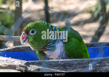 Animais silvestres apreendidos em recuperação na reserva ecológica educacional ambiental Quinta da Estancia, em Gravataí, pas de Rio Grande do Sul. Banque D'Images