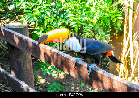 Animais silvestres apreendidos em recuperação na reserva ecológica educacional ambiental Quinta da Estancia, em Gravataí, pas de Rio Grande do Sul. Banque D'Images