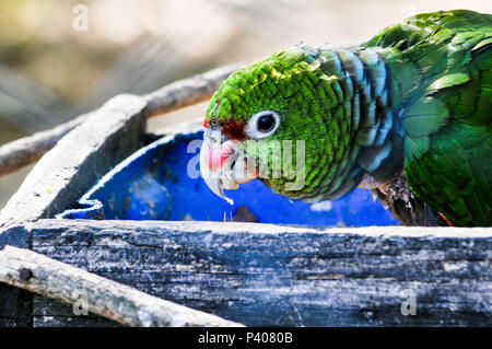 Animais silvestres apreendidos em recuperação na reserva ecológica educacional ambiental Quinta da Estancia, em Gravataí, pas de Rio Grande do Sul. Banque D'Images