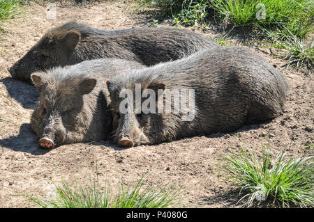 Animais silvestres apreendidos em recuperação na reserva ecológica educacional ambiental Quinta da Estancia, em Gravataí, pas de Rio Grande do Sul. Banque D'Images