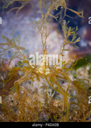 Araignée de mer (Macropodia deflexa) camouflé avec les algues dans un bassin de la zone intertidale à Ses Salines Parc Naturel (Formentera, Iles Baléares, Espagne) Banque D'Images