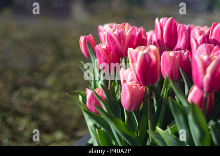 Le magnifique jardin avec différents types de tulipes et de diverses couleurs vives et éclatantes sont en fleurs autour de la saison estivale en Pays-Bas Banque D'Images