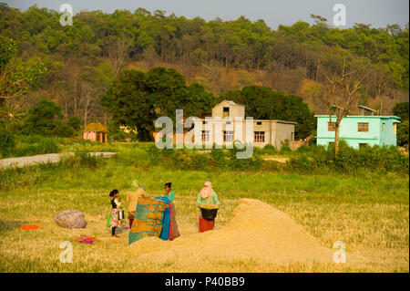 Womans indiens travaillant sur le terrain à Pawalgarh avec la forêt en arrière-plan, l'Uttarakhand, Inde Banque D'Images