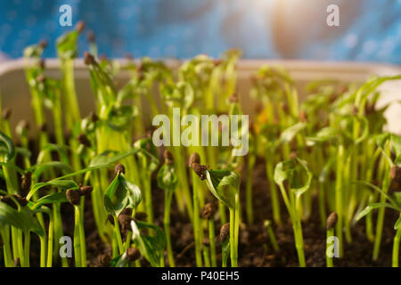 L'Ipomoea aquatica, l'eau les épinards, gloire du matin, de l'eau convolvulus ou cresson chinois Banque D'Images