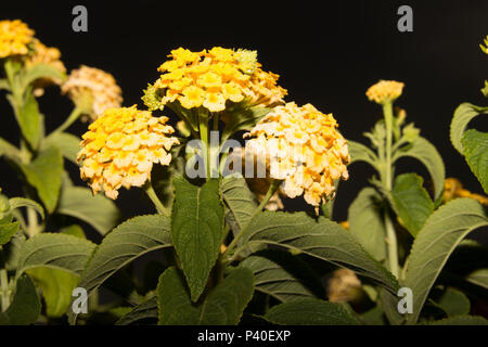 La sauge sauvage (Lantana camara) Banque D'Images