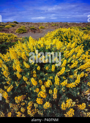 Bush jaune Lupin, Lupinus arboreus, Clam Beach, Little River State Beach, comté de Humboldt, en Californie Banque D'Images