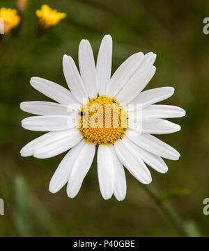 Daisy commun Bellis perennis - est une politique commune de l'espèce de DAISY, de la famille des Asteraceae, souvent considéré comme l'archétype de ce nom d'espèces Banque D'Images