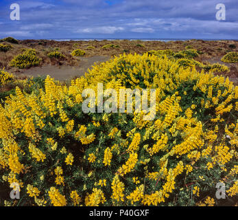 Arbre jaune Lupin, Lupinus arboreus, Little River State Beach, Trinidad, Comté de Humboldt, en Californie Banque D'Images