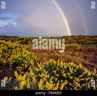 Double arc-en-ciel, jaune Bush Lupin, Lupinus arboreus, Clam Beach, Little River State Beach, comté de Humboldt, en Californie Banque D'Images
