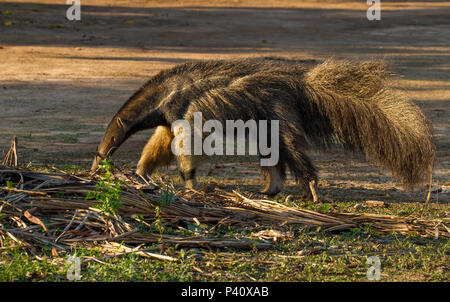 Fazenda Pouso Alegre - Poconé MT Tamanduá-iurumi jurumim bandeira Myrmecophaga tridactyla tamanduá-açu tamanduá-cavalo papa-formigas-gigante urso-formigueiro-gigante faune mamífero natureza Pantanal Norte Poconé Mato Grosso Centro Oeste Brasil Banque D'Images