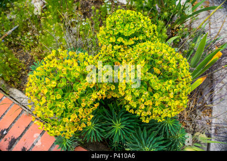 Euphorbia characias wulfenii Banque D'Images