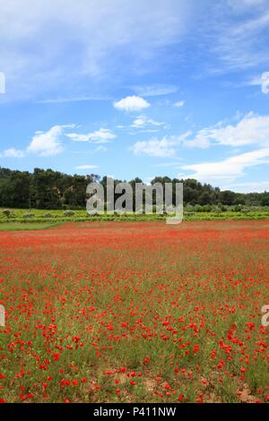 Des champs de coquelicots (Papaver rhoeas) près de Lourmarin, Vaucluse, France Banque D'Images