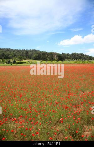 Des champs de coquelicots (Papaver rhoeas) près de Lourmarin, Vaucluse, France Banque D'Images