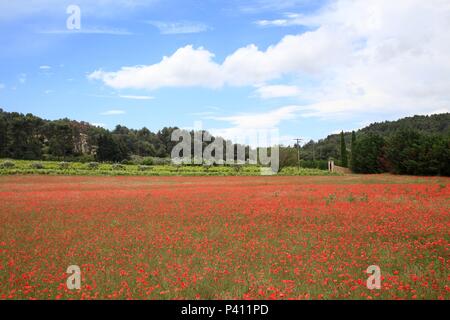 Des champs de coquelicots (Papaver rhoeas) près de Lourmarin, Vaucluse, France Banque D'Images