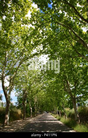 L'Avenue des platanes (Platanus) en Provence Banque D'Images