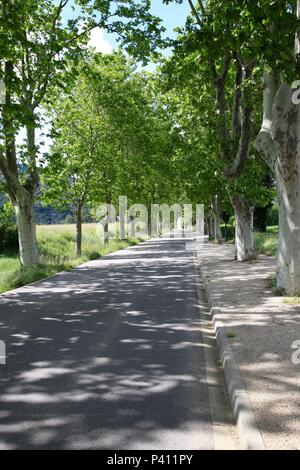 L'Avenue des platanes (Platanus) en Provence Banque D'Images