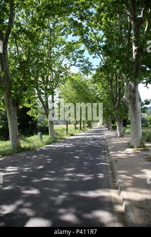 L'Avenue des platanes (Platanus) en Provence Banque D'Images