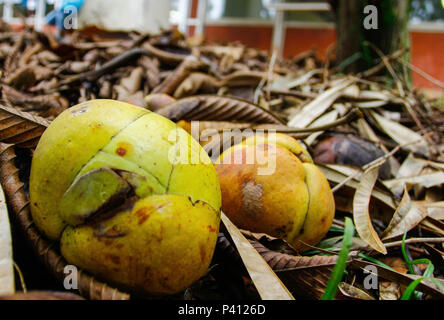 Com 10 árvores na Cidade Universitária, em São Paulo, un Indiana Índica é conhecida cientificamente como Azadirachta indica, é uma árvore do Oeste da e nous débattons n'subcontinente indiano. É uma árvore de clima tropical, que pode ser stiftung em quentes regiões solos e drenados bem ; ela é résistante à seca, tem taux rápido, copa densa e pode alcançar até 20m de Altura. Banque D'Images