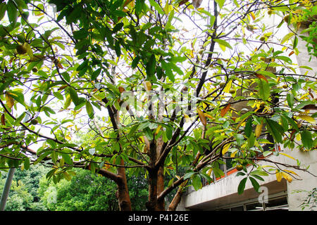 Com 10 árvores na Cidade Universitária, em São Paulo, un Indiana Índica é conhecida cientificamente como Azadirachta indica, é uma árvore do Oeste da e nous débattons n'subcontinente indiano. É uma árvore de clima tropical, que pode ser stiftung em quentes regiões solos e drenados bem ; ela é résistante à seca, tem taux rápido, copa densa e pode alcançar até 20m de Altura. Banque D'Images