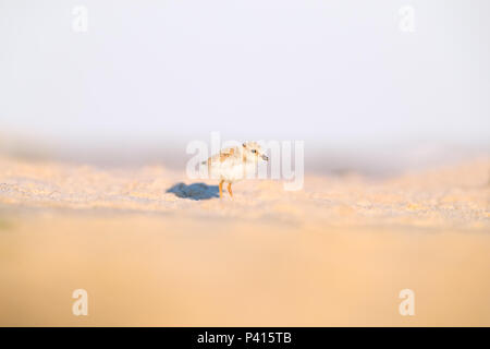 Quelques jours Piping Plover chick debout sur la plage Banque D'Images