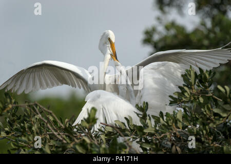 Grande Aigrette réunissant le matériel du nid à sa compagne. Banque D'Images