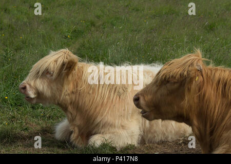 L'Highland cattle utilisés en conservation. Banque D'Images