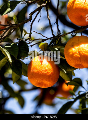 Oranges mûres sur l'arbre, Séville, Andalousie, espagne. Banque D'Images