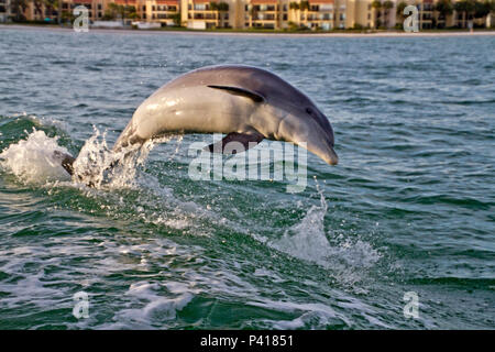 Un grand dauphin saute de façon ludique les eaux turbulentes dans le sillage d'un remorqueur à Clearwater Bay, en Floride, avec des bâtiments en arrière-plan Banque D'Images