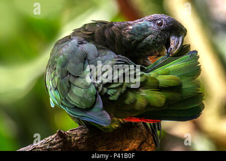 Maitaca-vert ; maritaca (Minas Gerais) ; baitaca maitaca maitaca ; ; ; bronzeada-maitaca-de-maximiliano ; maitaca-suia ; suia ; umaitá ; Pionus maximiliani ; amazone à tête écailleuse ; ave ; la faune ; Natureza ; Zooparque ; Itatiba, São Paulo, Brasil Banque D'Images