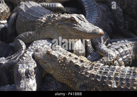 Ferme d'élevage d'alligators. Banque D'Images