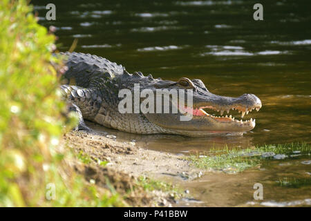 Pose d'Alligator près d'un étang avec sa bouche ouverte. Banque D'Images