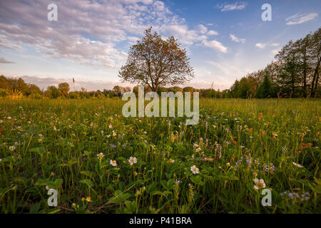 Paysage de printemps avec fleurs de fraises sur prairie et lonely tree, soir voir Banque D'Images