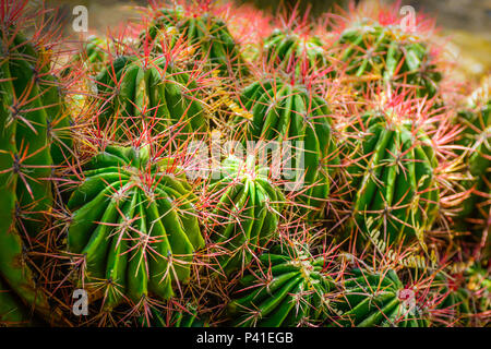 Le lpringlei colorés Ferocactus cactus est une espèce de cactus du fourreau, originaire du Mexique et des sports rose épines piquantes féroce Banque D'Images